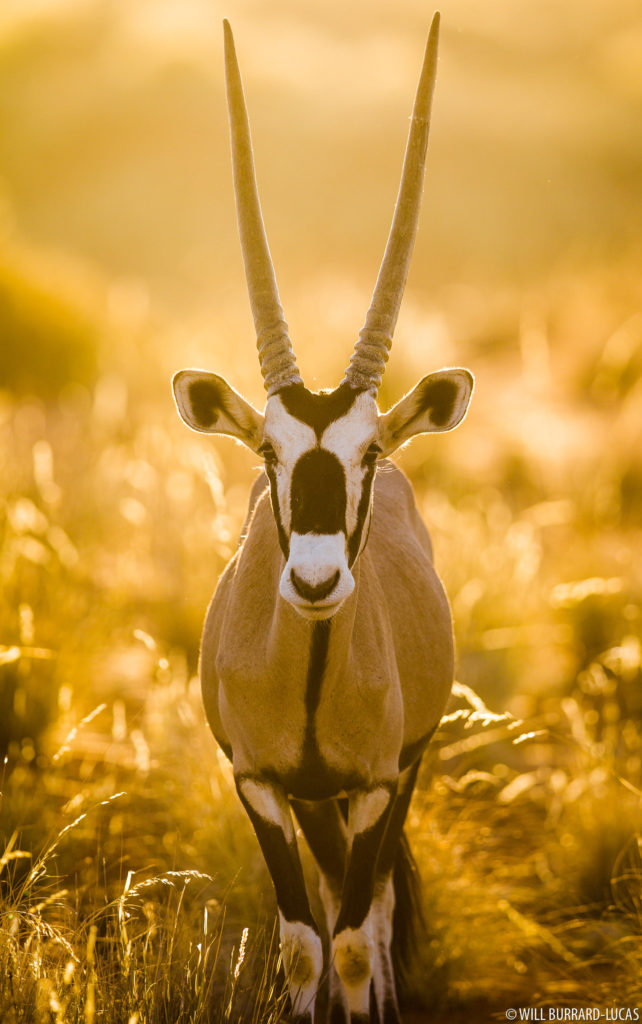 Golden Oryx