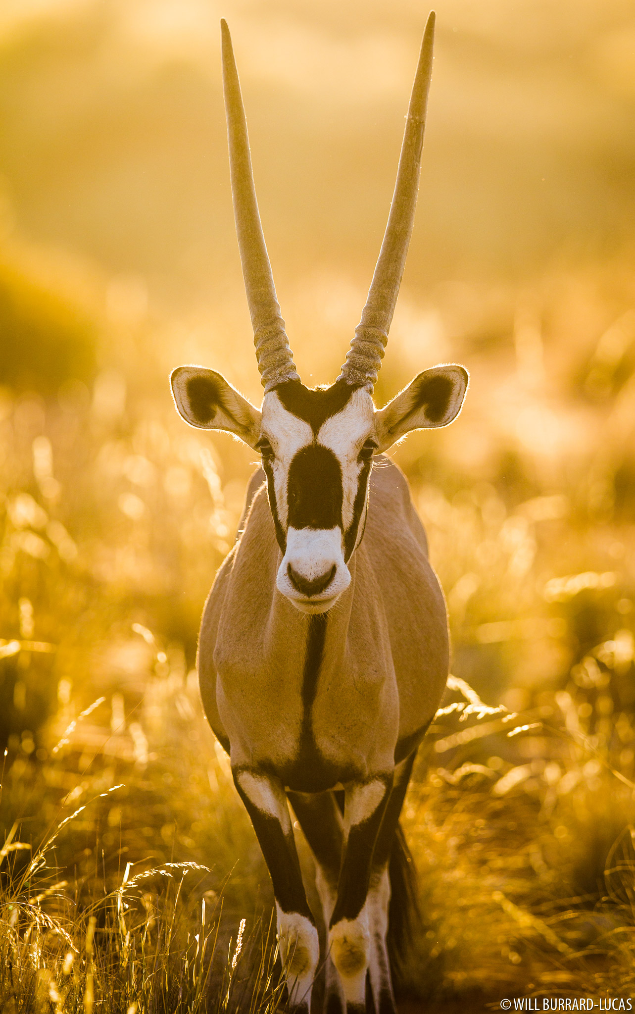 Golden Oryx | Will Burrard-Lucas