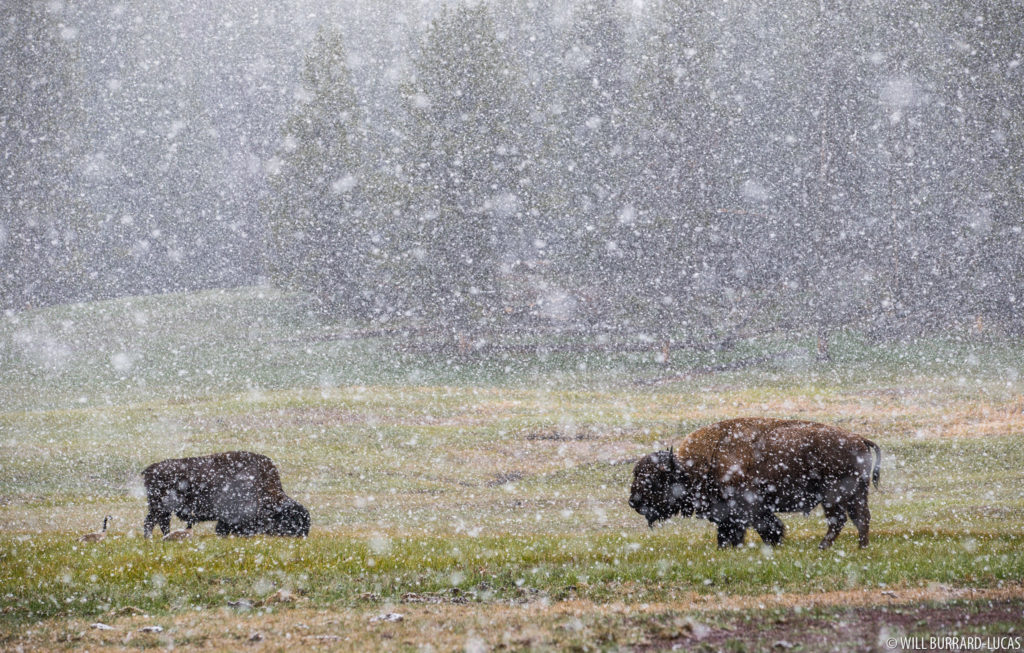 Bison in Snow