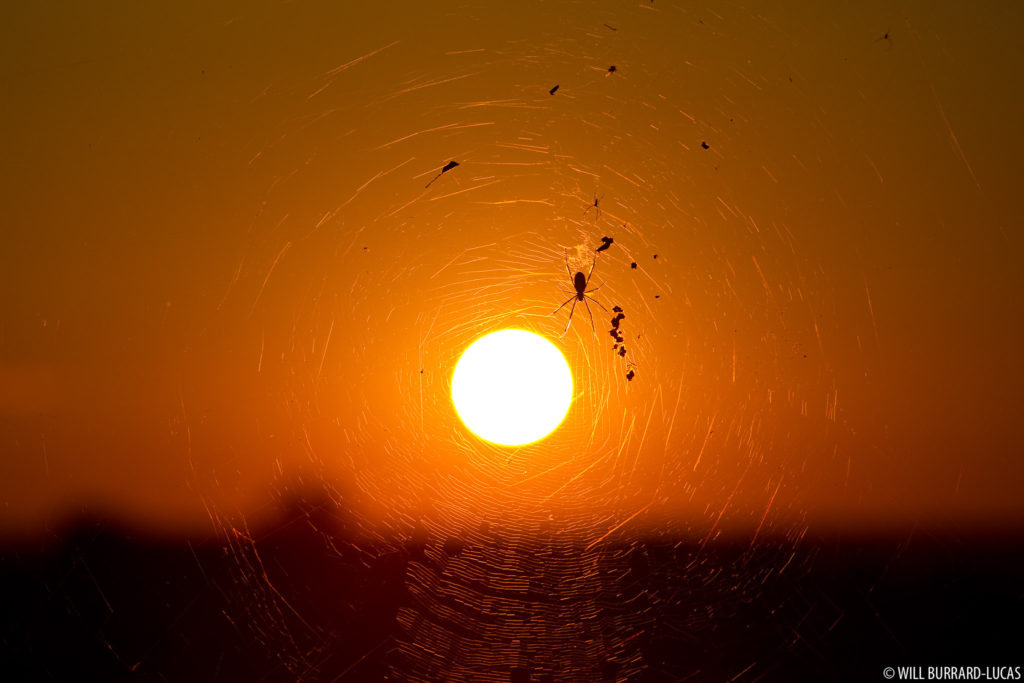 Spiders at Sunset